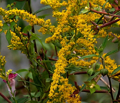 [The base stems of this plant are green, but the profusion of small yellow blooms extends down and around the stems hence the name goldenrod. There are many yellow 'rods' visible in this image.]